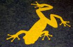 Cape Fear Frog